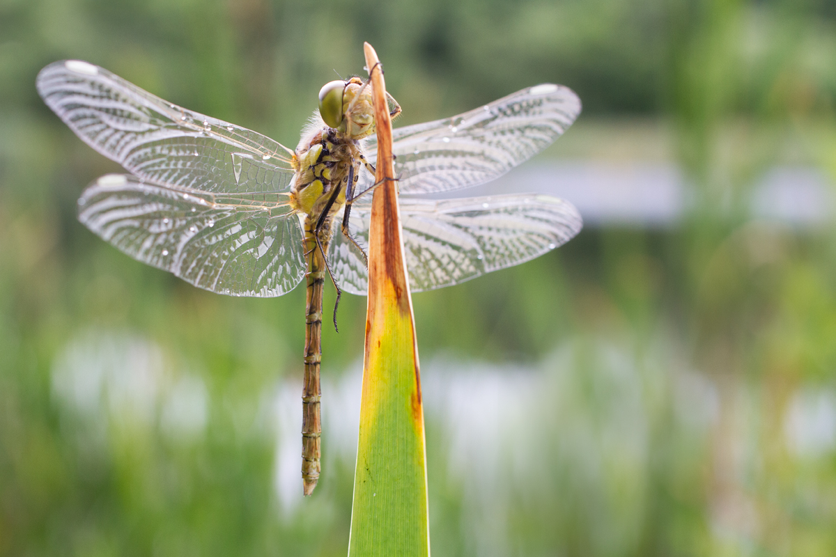 Common Darter